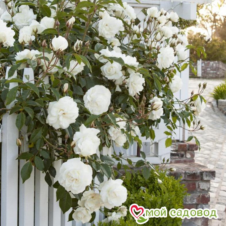 Роза Айсберг