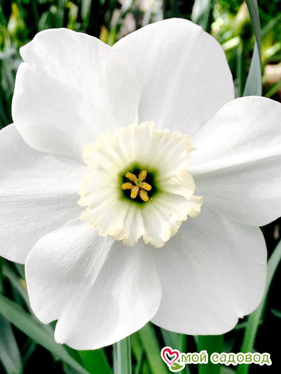 Нарцисс мелкокорончатый Грин Айд Леди