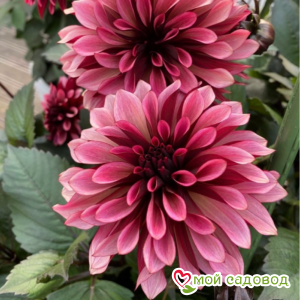 Георгин Перли Сансет